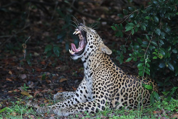 Witness the beauty of South Asian Wildlife For the budget price - Photo 1 of 25
